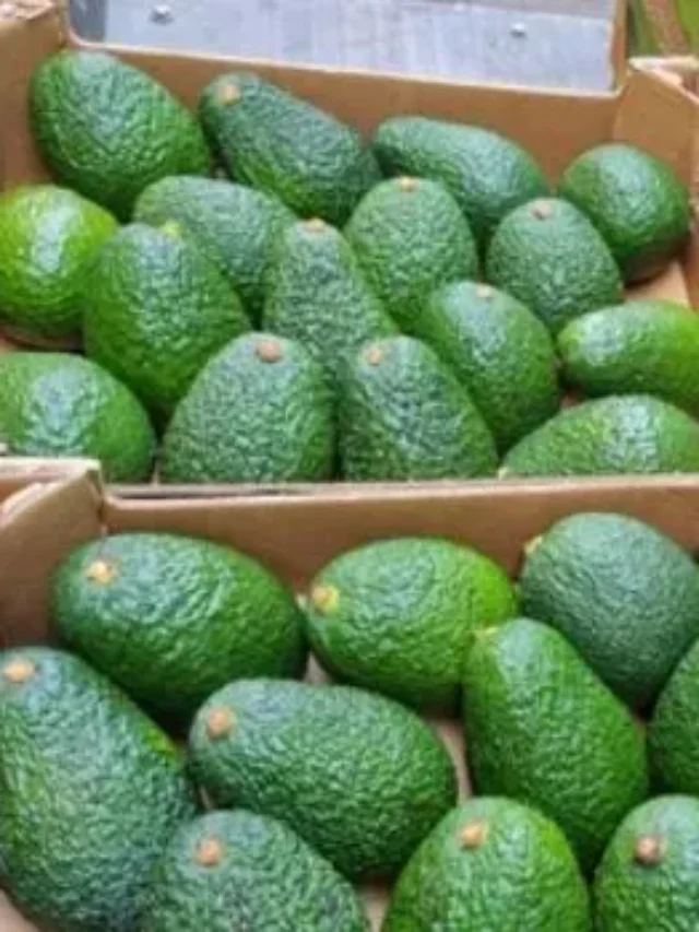 Is Avocado A Fruit Or A Vegetable?